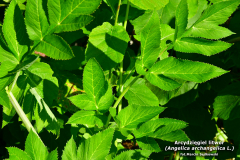Arcydziegiel-litwor-2