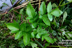 Arcydziegiel-litwor-6