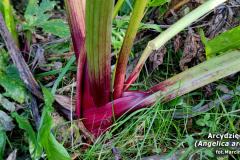 Arcydziegiel-litwor-8