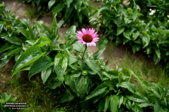 Jezowka-purpurowa-6