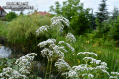 Kozlek-lekarski-Valeriana-officinalis-2