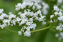 Kozlek-lekarski-Valeriana-officinalis-3
