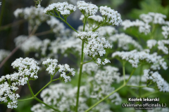 Kozlek-lekarski-Valeriana-officinalis-4