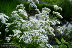 Kozlek-lekarski-Valeriana-officinalis-5