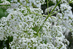 Kozlek-lekarski-Valeriana-officinalis-6
