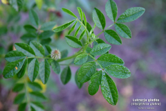 Lukrecja-gladka-Glycyrrhiza-glabra-2