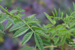 Lukrecja-gladka-Glycyrrhiza-glabra-5