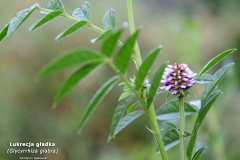 Lukrecja-gladka-Glycyrrhiza-glabra