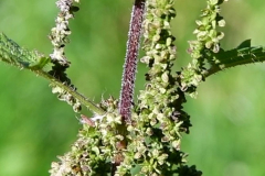 POKRZYWA-4