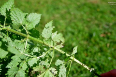 POKRZYWA-6