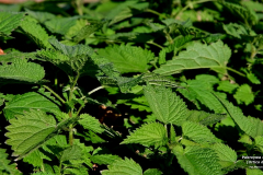pokrzywa232