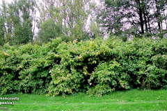 Rdestowiec-japonski-2