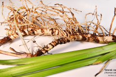 Tatarak-zwyczajny-Acorus-calamus-L.